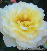White Licorice White Licorice