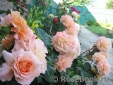 Augusta Luise Augusta Luise
