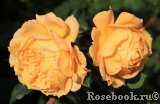Goldelse Goldelse