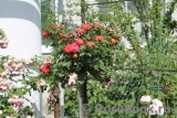 Starlet®-Rose Carmen® Starlet®-Rose Carmen®