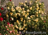 Crown Princess Margareta® Crown Princess Margareta®