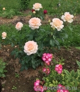 Chandos Beauty Chandos Beauty