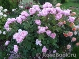 The Alnwick Rose The Alnwick Rose