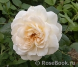 Crocus Rose® Crocus Rose®