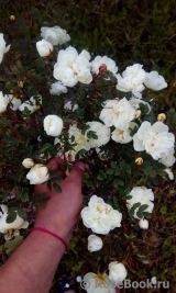 Double Scotch White Double Scotch White