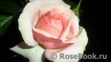 Poesie Poesie