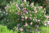 Lavender Lassie Lavender Lassie