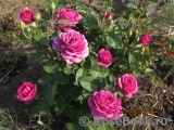 Heidi Klum Rose Heidi Klum Rose
