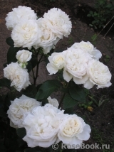 Mariangela Melato Mariangela Melato