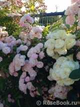Heavenly Pink Heavenly Pink