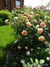 Lady of Shalott Lady of Shalott