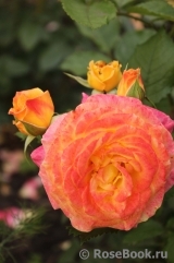 Gartenspass ® Gartenspass ®
