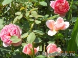 Boscobel Boscobel