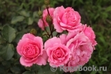 La Rose de Molinard ® La Rose de Molinard ®