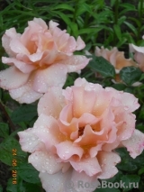 Julia's Rose Julia's Rose