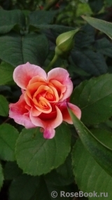 Caramella Caramella