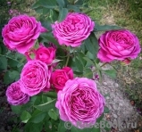 Heidi Klum Rose Heidi Klum Rose