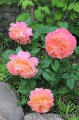 Augusta Luise Augusta Luise