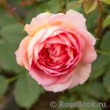 Jubilee Celebration® Jubilee Celebration®