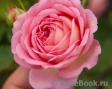 Jubilee Celebration® Jubilee Celebration®