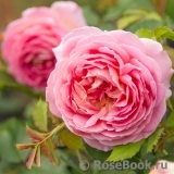 Jubilee Celebration® Jubilee Celebration®