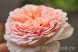 Abraham Darby Abraham Darby