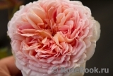 Abraham Darby Abraham Darby
