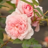 Abraham Darby Abraham Darby