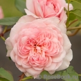 Abraham Darby Abraham Darby