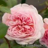 Abraham Darby Abraham Darby