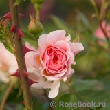 Abraham Darby Abraham Darby