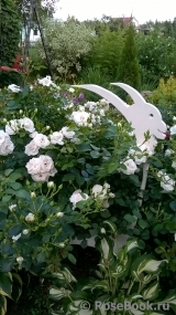 Aspirin Rose Aspirin Rose