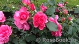 Rosarium Uetersen Rosarium Uetersen