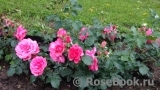 Rosarium Uetersen Rosarium Uetersen