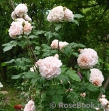 Rose de Tolbiac ® Rose de Tolbiac ®