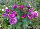 Heidi Klum Rose Heidi Klum Rose