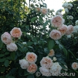 Ginger Syllabub Ginger Syllabub