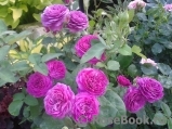 Heidi Klum Rose Heidi Klum Rose