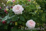 Madame Anisette ® Madame Anisette ®