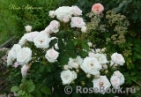 Rosa Belmonte Rosa Belmonte