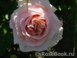 Abraham Darby Abraham Darby