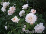 Crocus Rose® Crocus Rose®