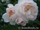 Crocus Rose® Crocus Rose®
