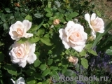 Crocus Rose® Crocus Rose®