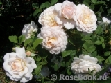 Crocus Rose® Crocus Rose®