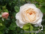 Crocus Rose® Crocus Rose®