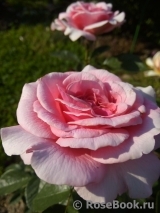 Tickled Pink Tickled Pink