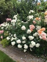 Aspirin Rose Aspirin Rose