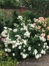 Aspirin Rose Aspirin Rose