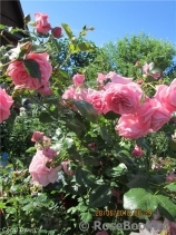Coral Dawn Coral Dawn